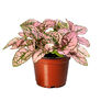 Confetti Pink, Hypoestes - 5,000 Seeds thumbnail number null